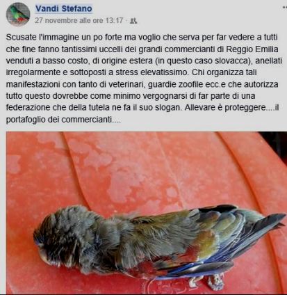 Nido di uccelli in plastica cava da appendere gabbia uova schiusa strumento padella fringuello pappagallo canarino 